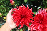 Dahlia 'Red Labyrinth'