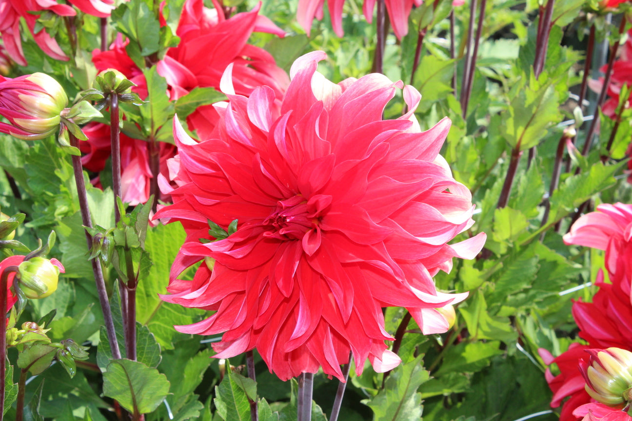 Dahlia 'Red Labyrinth'