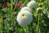 Dahlia 'Ryecroft Jan'