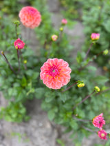 Dahlia 'Sebastian'