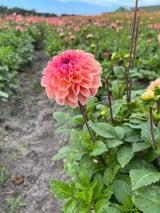 Dahlia 'Sebastian'