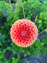 Dahlia 'Sebastian'