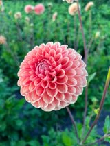 Dahlia 'Sebastian'