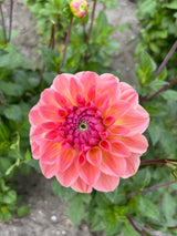 Dahlia 'Sebastian'