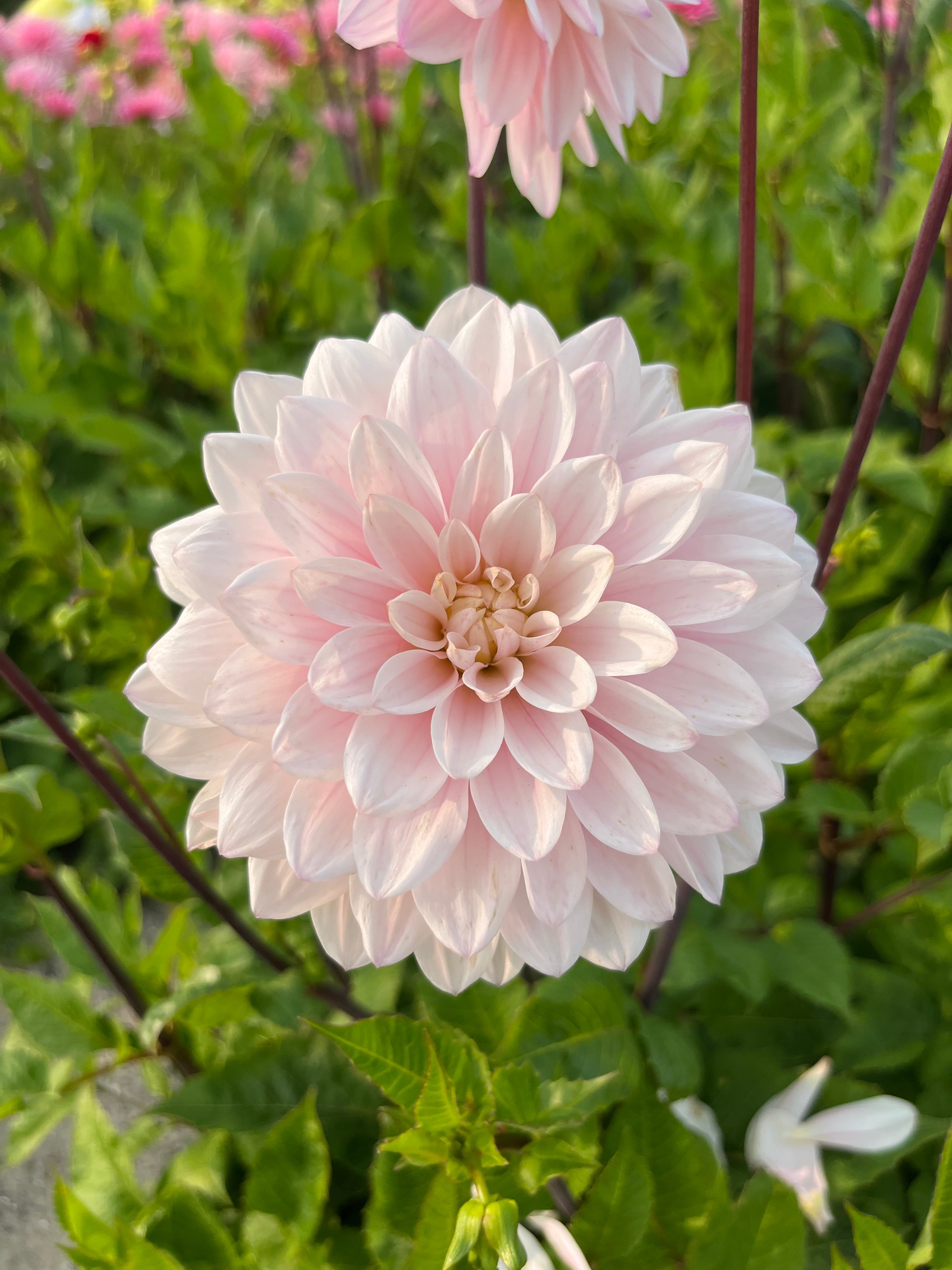 Dahlia 'Silver Years'