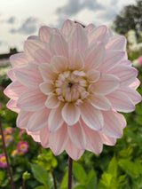 Dahlia 'Silver Years'