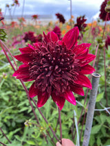 Dahlia 'Soulman'