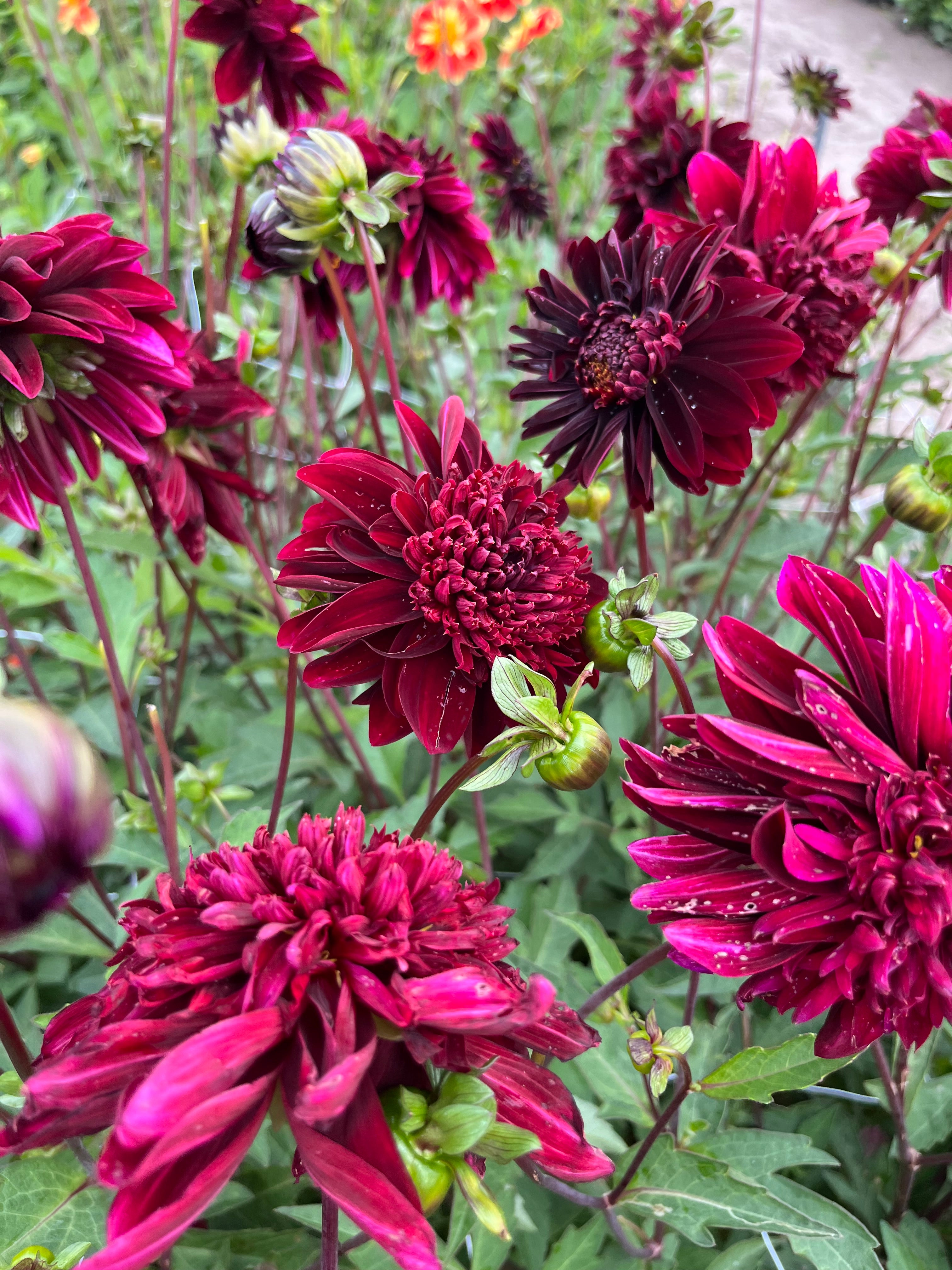 Dahlia 'Soulman'