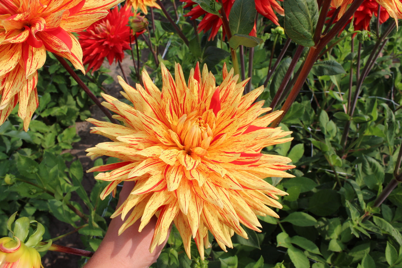 Dahlia 'Striped Vulcan'