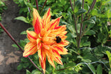 Dahlia 'Striped Vulcan'