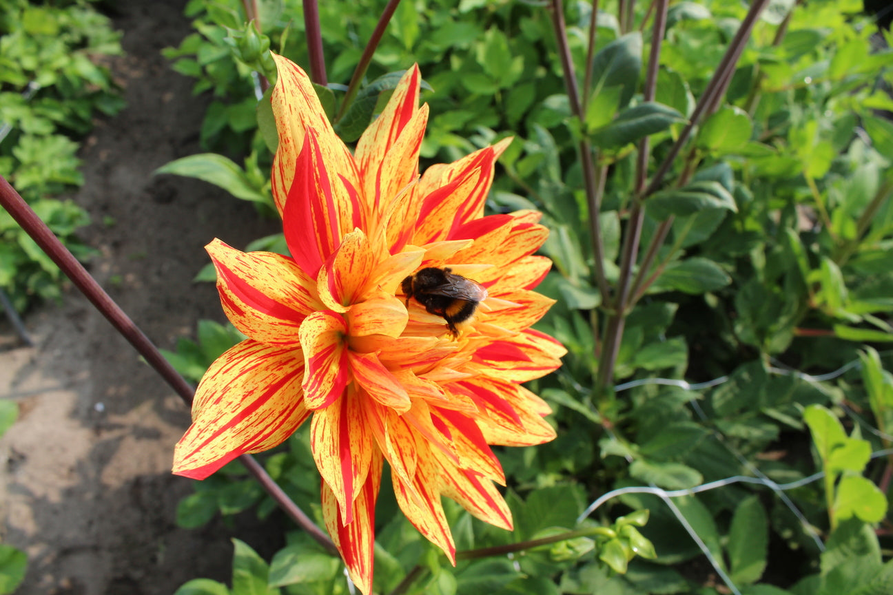 Dahlia 'Striped Vulcan'