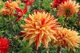 Dahlia 'Striped Vulcan'