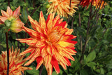 Dahlia 'Striped Vulcan'