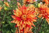 Dahlia 'Striped Vulcan'