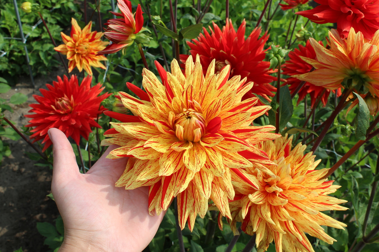 Dahlia 'Striped Vulcan'