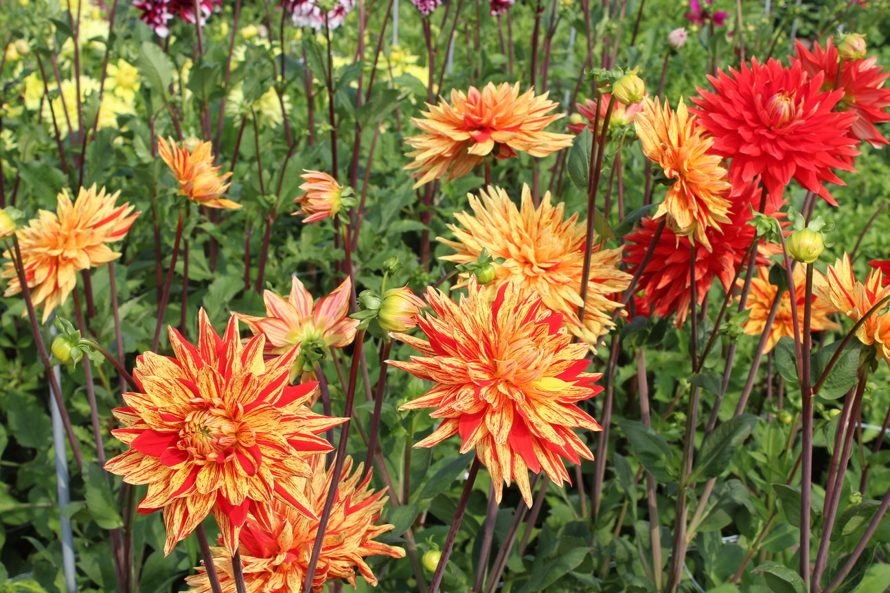 Dahlia 'Striped Vulcan'