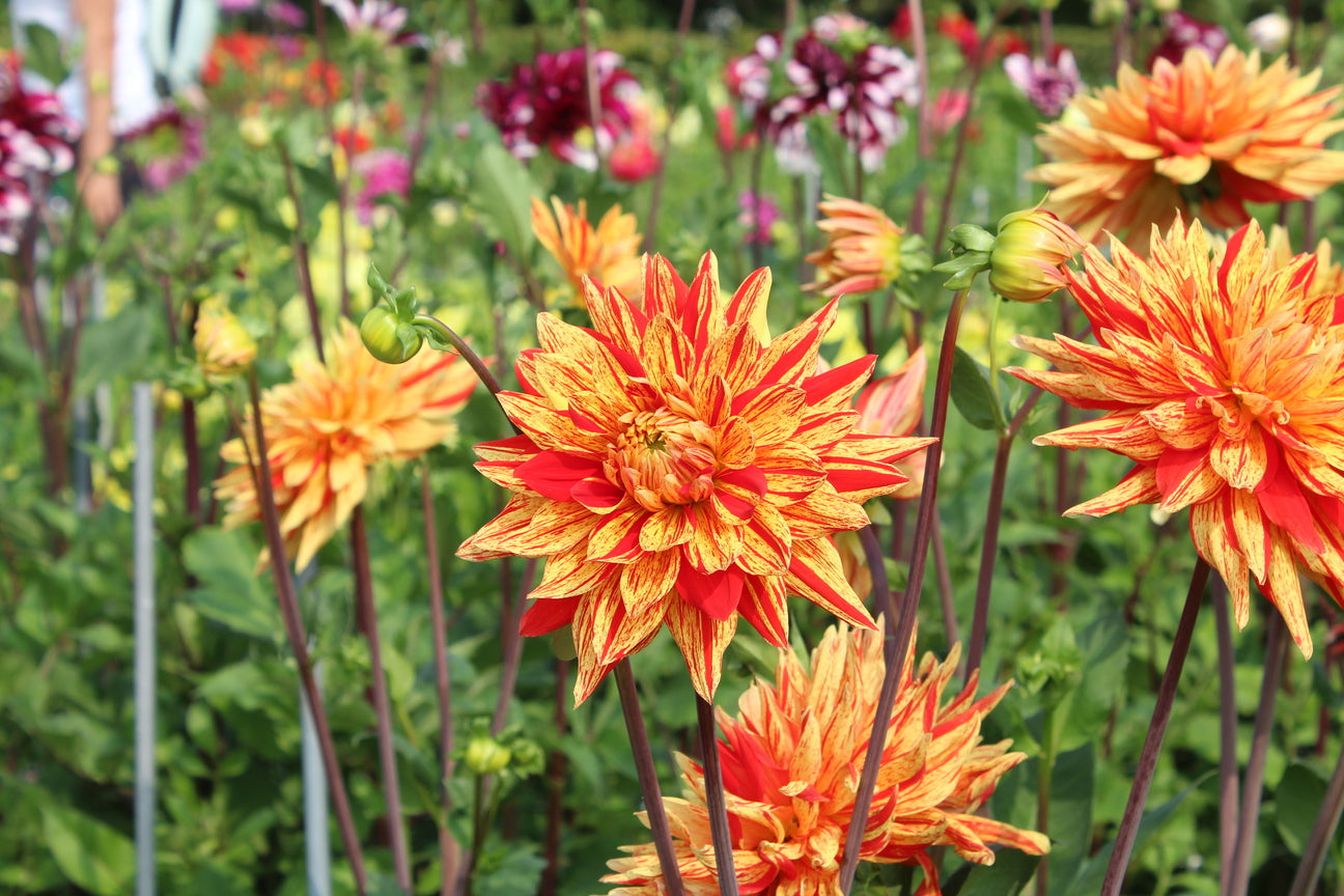 Dahlia 'Striped Vulcan'