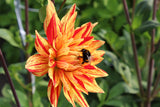 Dahlia 'Striped Vulcan'