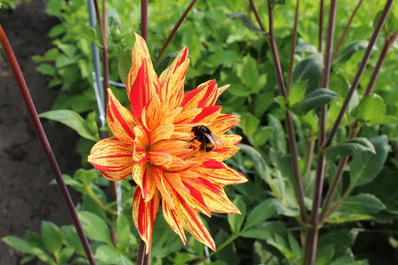 Dahlia 'Striped Vulcan'