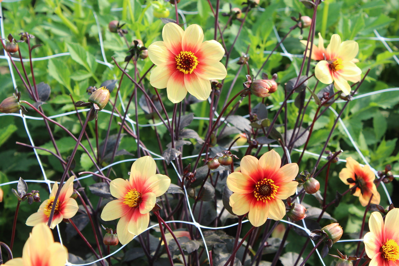 Dahlia 'Sunshine'