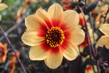 Dahlia 'Sunshine'