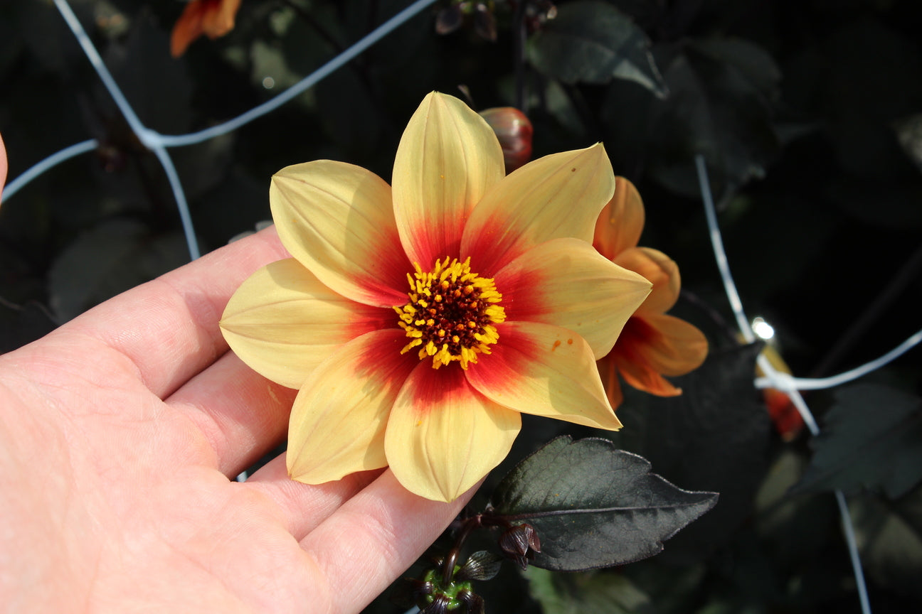 Dahlia 'Sunshine'