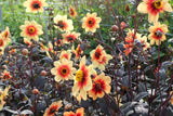 Dahlia 'Sunshine'