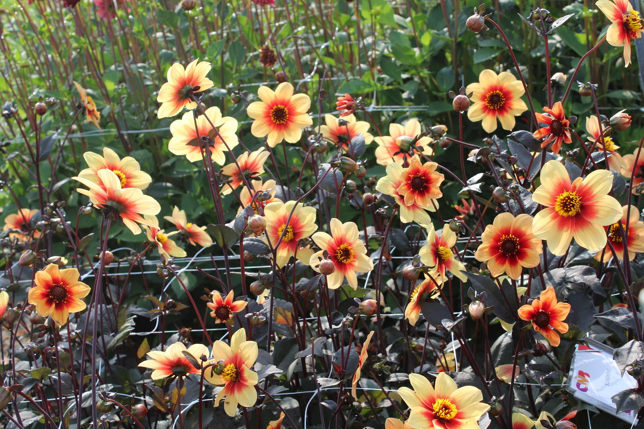 Dahlia 'Sunshine'