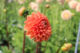 Dahlia 'Sylvia'