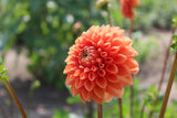 Dahlia 'Sylvia'