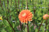 Dahlia 'Sylvia'