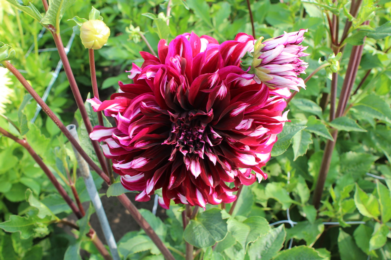 Dahlia 'Tartan'