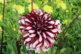 Dahlia 'Tartan'