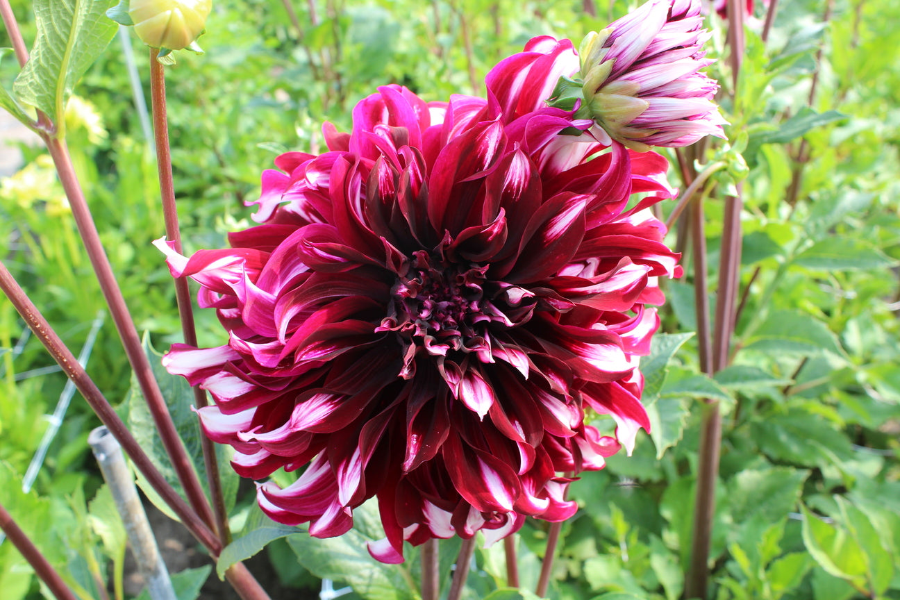 Dahlia 'Tartan'