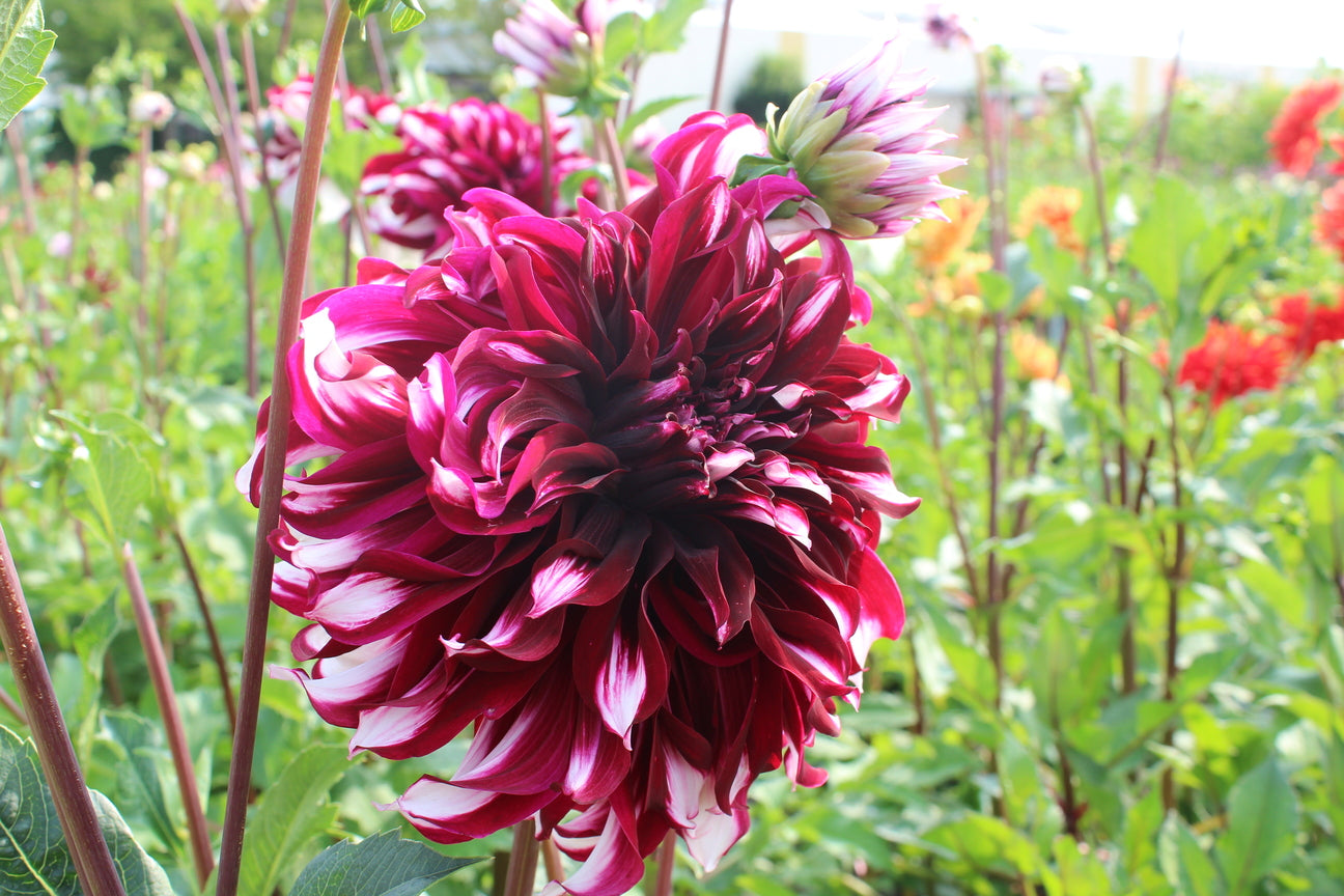 Dahlia 'Tartan'