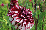 Dahlia 'Tartan'