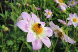 Dahlia 'Teesbrooke Audrey'