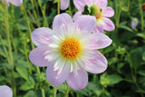 Dahlia 'Teesbrooke Audrey'