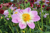 Dahlia 'Teesbrooke Audrey'