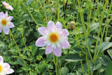 Dahlia 'Teesbrooke Audrey'