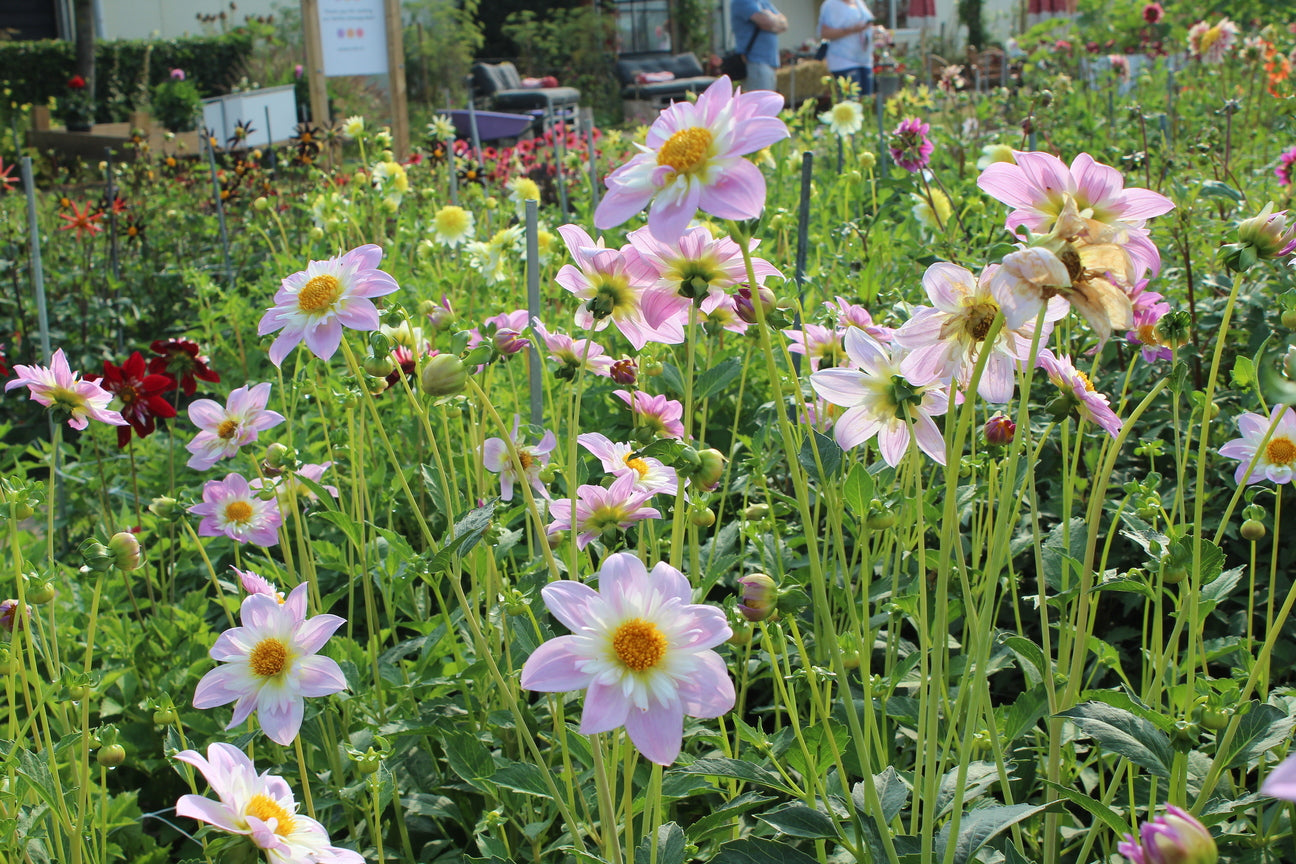 Dahlia 'Teesbrooke Audrey'