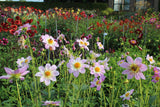 Dahlia 'Teesbrooke Audrey'