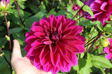 Dahlia 'Thomas A. Edison'