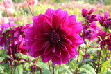 Dahlia 'Thomas A. Edison'