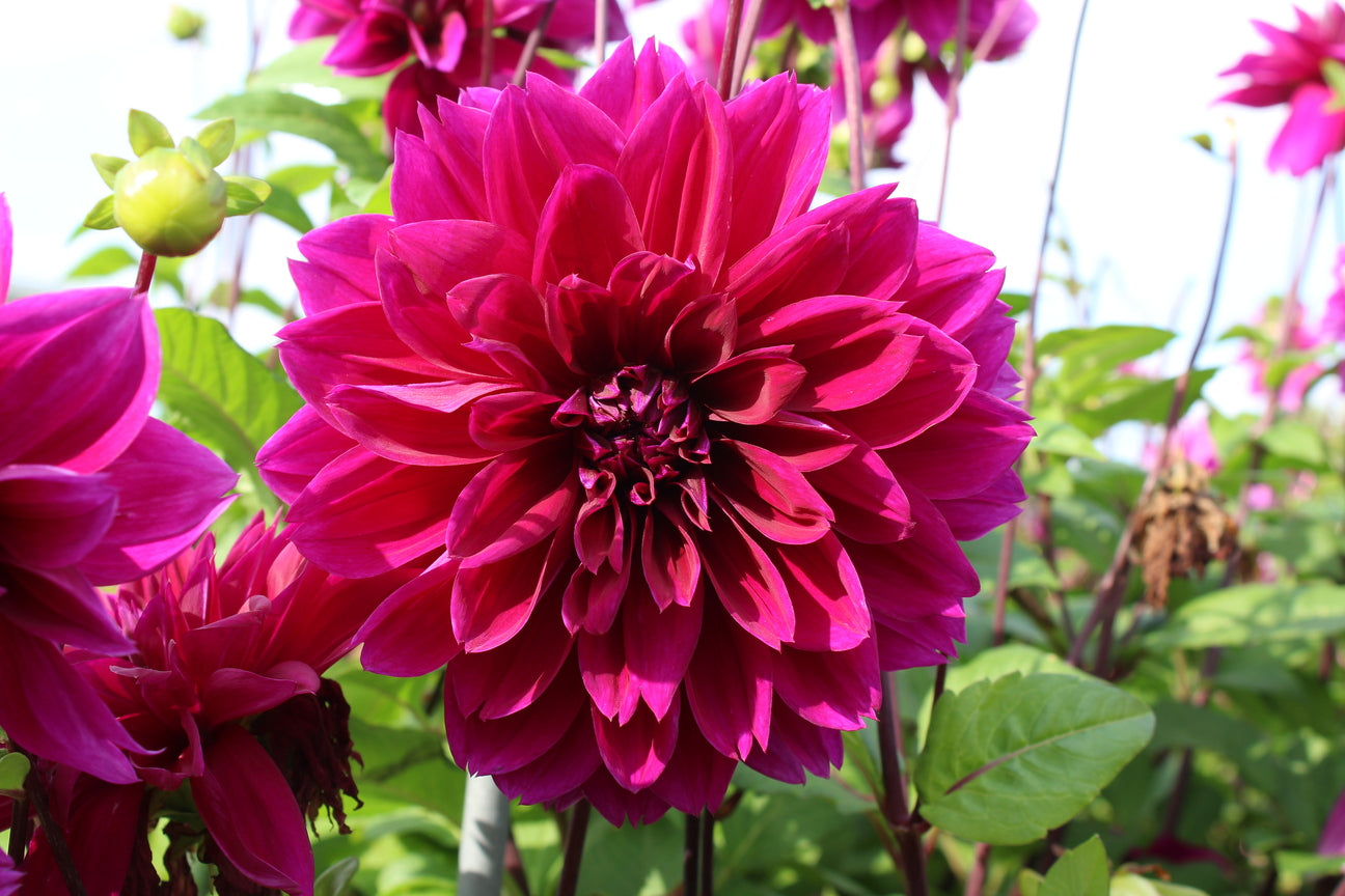 Dahlia 'Thomas A. Edison'