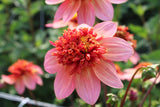 Dahlia 'Totally Tangerine'