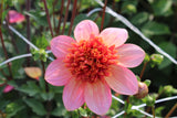 Dahlia 'Totally Tangerine'