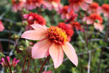 Dahlia 'Totally Tangerine'