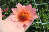 Dahlia 'Totally Tangerine'