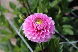 Dahlia 'Veerle'